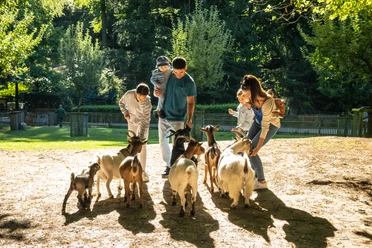 Bielefeld-Tierpark Olderdissen-Teutoburger-Wald-Tourismus-D-Ketz-005.jpg Menschen füttern Ziegen in einem sonnigen, grünen Park. Erwachsene und Kinder interagieren miteinander.