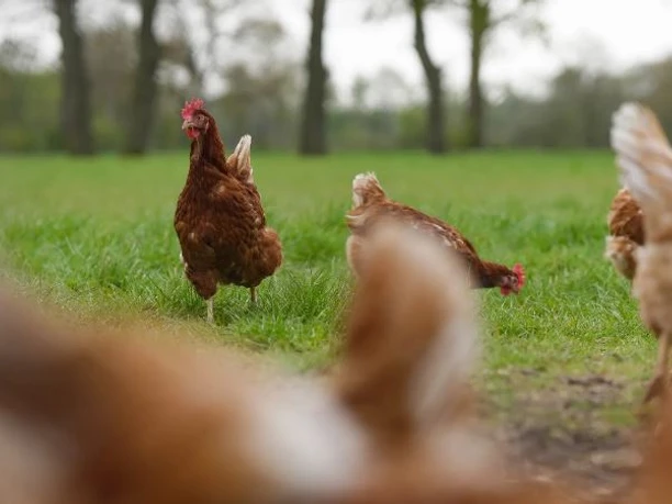 Geflügelhof Meiners
