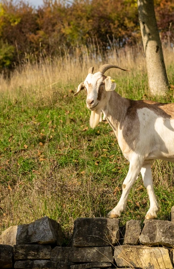Beverungen-Dalhausen-Jakobsberg-Teutoburger-Wald-Tourismus-D-Ketz-099.jpg <p>Frau spaziert neben ziegenförmigem Tier auf einer Mauer in einer grünen Wiesenlandschaft.</p><p>Vrouw loopt naast een geitvormig dier op een muur in een groen weidelandschap.</p> <p<p>Woman walking next to a goat-shaped animal on a wall in a green meadow landscape.</p> <p