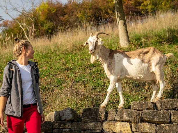 Beverungen-Dalhausen-Jakobsberg-Teutoburger-Wald-Tourismus-D-Ketz-099.jpg <p>Frau spaziert neben ziegenförmigem Tier auf einer Mauer in einer grünen Wiesenlandschaft.</p>