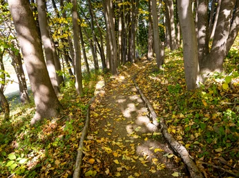 Warburg-Scherfede-Zionsberg-Teutoburger-Wald-Tourismus-D-Ketz-044.jpg Waldweg in einem lichtdurchfluteten Laubwald im Herbst, bedeckt mit buntem Laub und von Bäumen gesäumt.