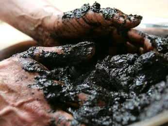 Hand voll Moor Hände formen und halten feuchtes, schwarzes Moor, das reich an organischem Material und Erde ist.