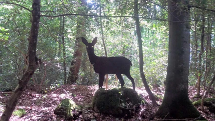 tierliweg-merligen-reh-im-wald.jpg