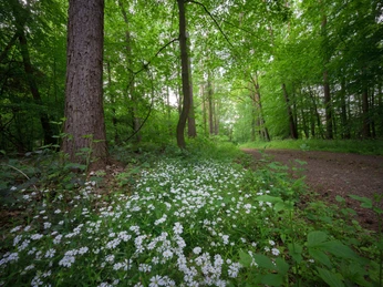 Frühling Salemer Moor