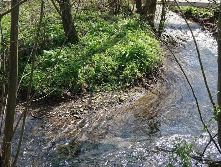 DSC00666.JPG Klar fließender Bach schlängelt sich durch grünen Wald, von Sonnenlicht sanft beleuchtet.