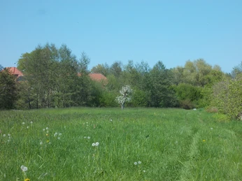 Alter_Apfelbaum_3.JPG Ein einzelner blühender Apfelbaum steht inmitten einer grünen Wiese, umgeben von Bäumen und blauem Himmel.