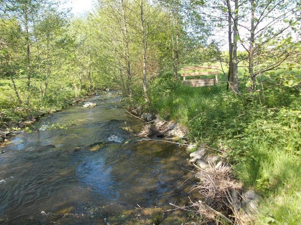 Bank_am_Bach_3.JPG Holzbank an einem Bach inmitten grüner Vegetation, umgeben von Bäumen und fließendem Wasser.