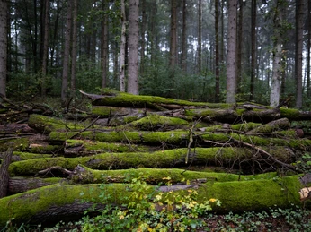 Hohes Elbufer_Baumstämme_Detail.jpg