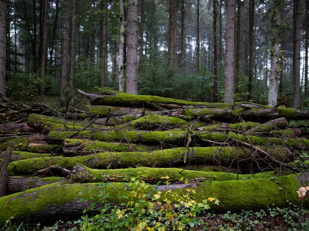 Hohes Elbufer_Baumstämme_Detail.jpg
