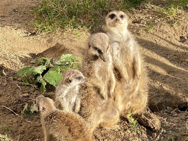 Erdmännchen