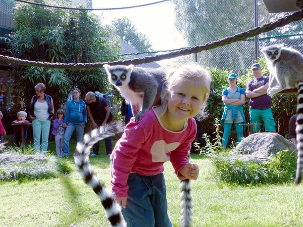 Kattafütterung