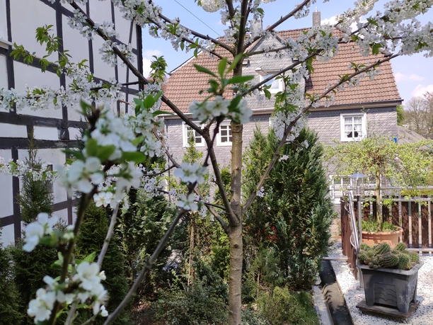 IMG_20220424_133520.jpg Blühender Obstbaum im Vordergrund eines typischen Fachwerkhauses mit Frühlingsgarten in ländlicher Umgebung.
