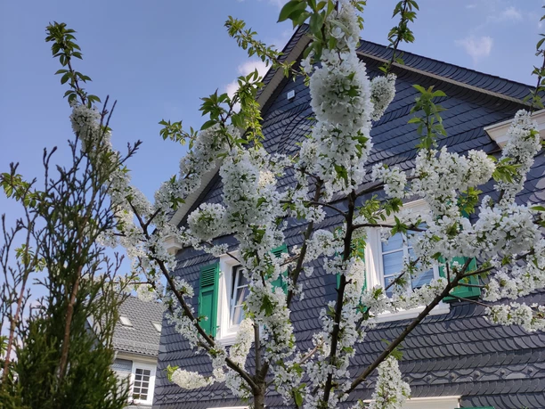 IMG_20220424_133645.jpg Blühender Kirschbaum vor einem grauen Schieferhaus mit grünen Fensterläden, blauer Himmel.