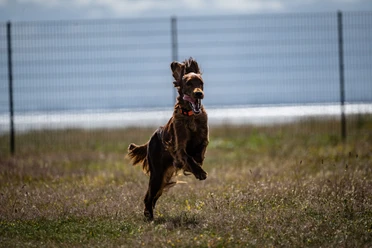 Hunde-Juist.jpg Hunde-Juist