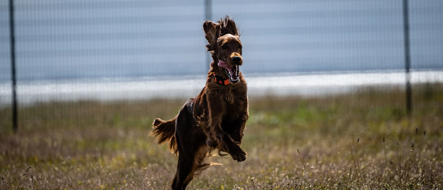 Hunde-Juist.jpg Hunde-Juist