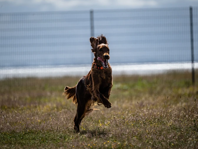 Hunde-Juist.jpg Hunde-Juist