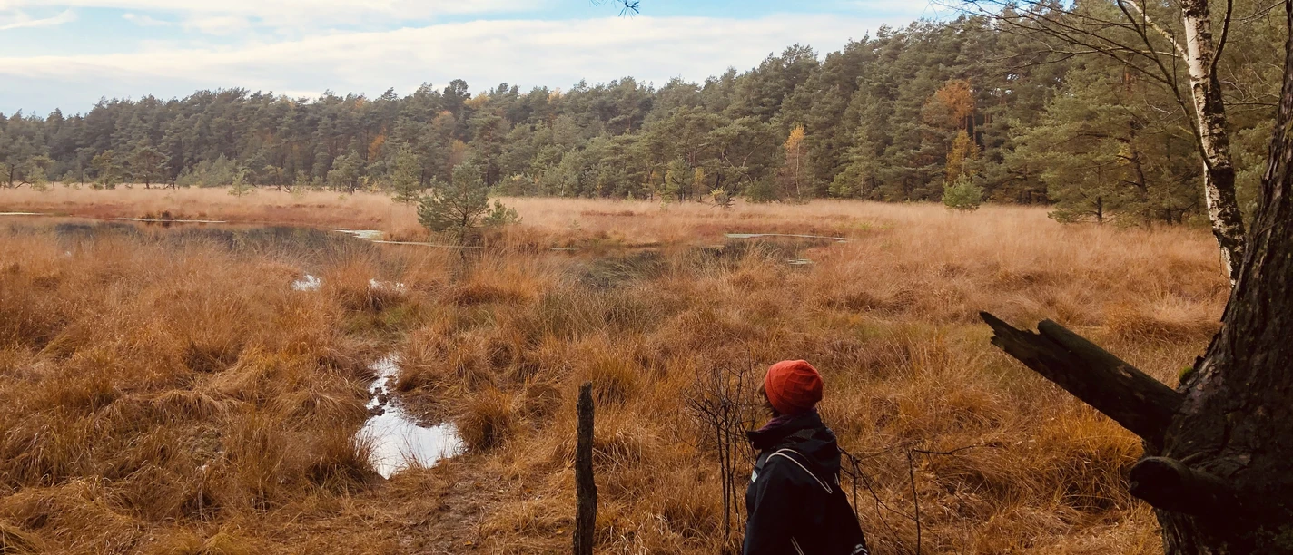 Een wandelaar kijkt uit over de uitgestrektheid van de herfstige Heilsmoor.