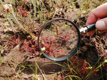 Mit der Lupe aufgenommener Sonnentau im Hamberger MoorSundew in the Hamberger Moor photographed with a magnifying glassSoldug i Hamberger Moor fotograferet med et forstørrelsesglasZonnedauw in het Hamberger Moor gefotografeerd met een vergrootglas