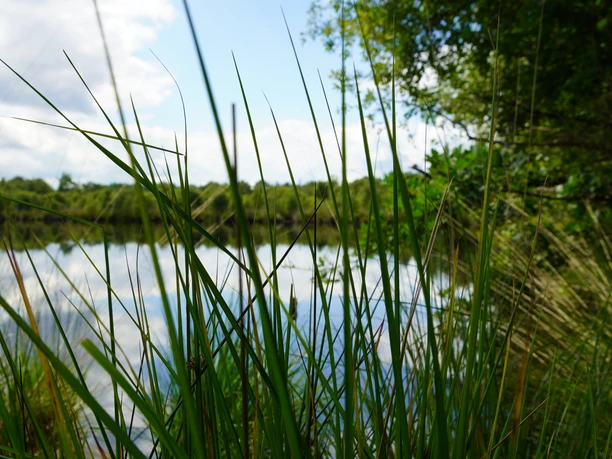 Moorsee im Hambeger Moor