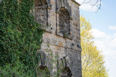 Steinmauer des Schloss Sonnenstein mit Efeu bewachsen, mehrere Tauben sitzen auf den Vorsprüngen; im Hintergrund ein Baum und blauer Himmel.