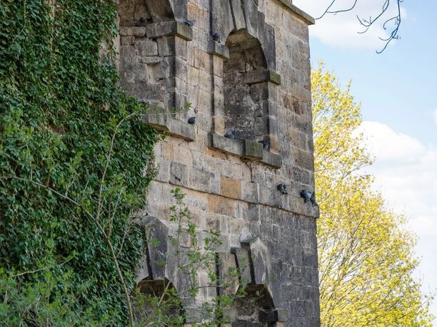 Bastionen Schloss Sonnenstein Steinmauer des Schloss Sonnenstein mit Efeu bewachsen, mehrere Tauben sitzen auf den Vorsprüngen; im Hintergrund ein Baum und blauer Himmel.