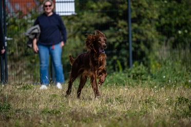 Hunde-Juist