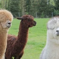 Yoga_Alpaka2.jpg Drei Alpakas auf der Wiese: ein weißes, ein hellbraunes und ein dunkelbraunes gucken in die Kamera