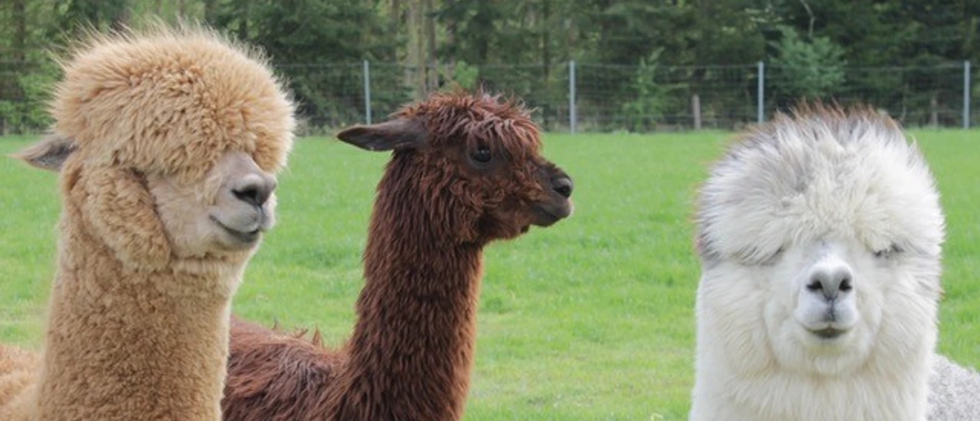 Yoga_Alpaka2.jpg Drei Alpakas auf der Wiese: ein weißes, ein hellbraunes und ein dunkelbraunes gucken in die Kamera