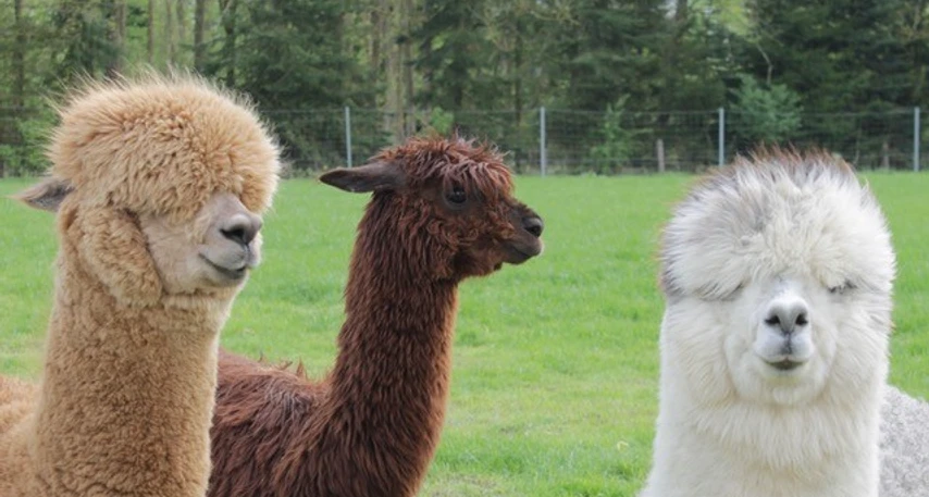 Yoga_Alpaka2.jpg Drei Alpakas auf der Wiese: ein weißes, ein hellbraunes und ein dunkelbraunes gucken in die Kamera
