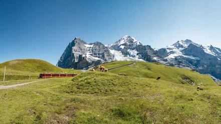 jungfraubahn-sommer-eiger-moench-jungfrau-kuehe.jpg