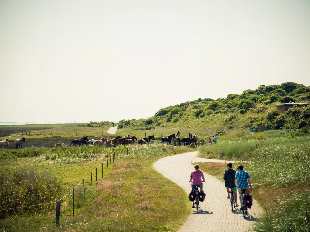 Fahrrad-Juist.jpg Fahrrad-Juist