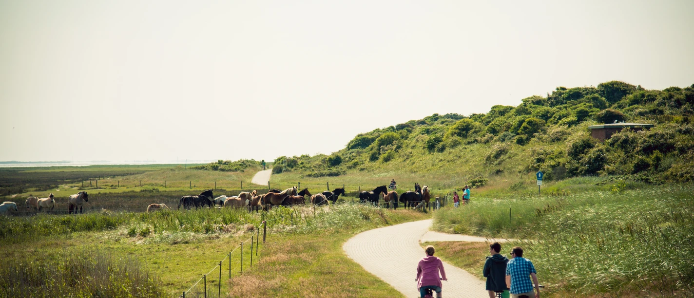 Fahrrad-Juist.jpg Fahrrad-Juist
