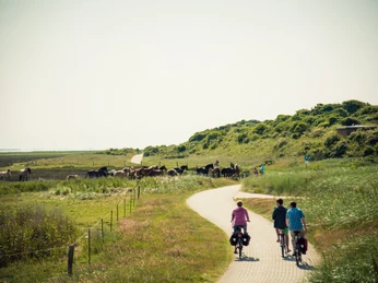 Fahrradfahrer-Pferde-Juist