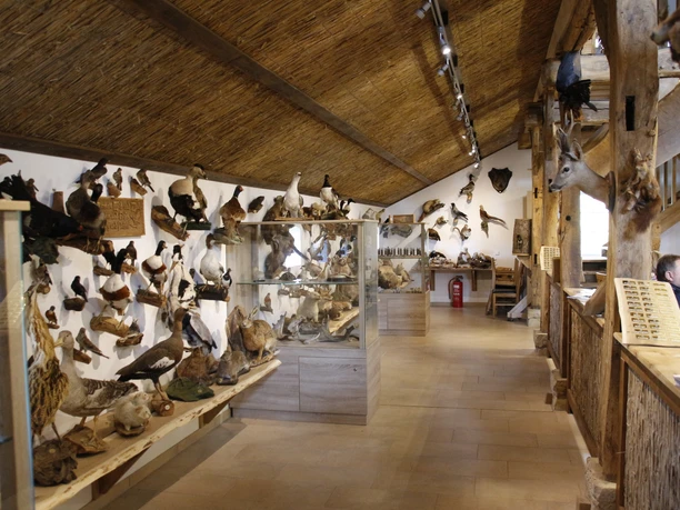 Naturkundehaus Lähden, Türöffner-Tour 2016 ©Emsland Tourismus GmbH (3).JPG Ausstellungsraum mit präparierten Wildtieren, Vögeln und Naturpräparaten im Naturkundehaus Lähden.