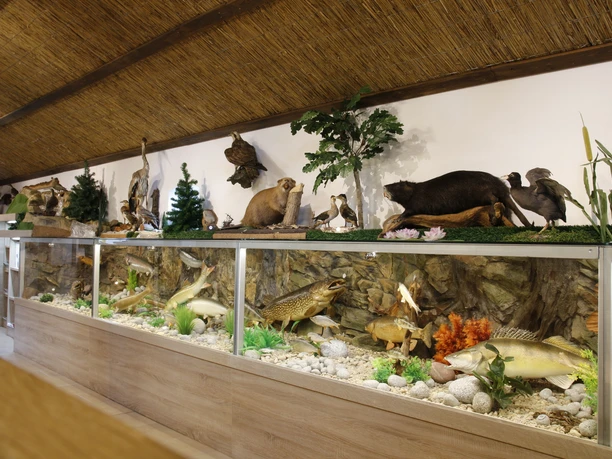 Naturkundehaus Lähden, Türöffner-Tour 2016 ©Emsland Tourismus GmbH (8).JPG Ausstellung mit präparierten Wildtieren, Vögeln und Fischen im Naturkundehaus Lähden.
