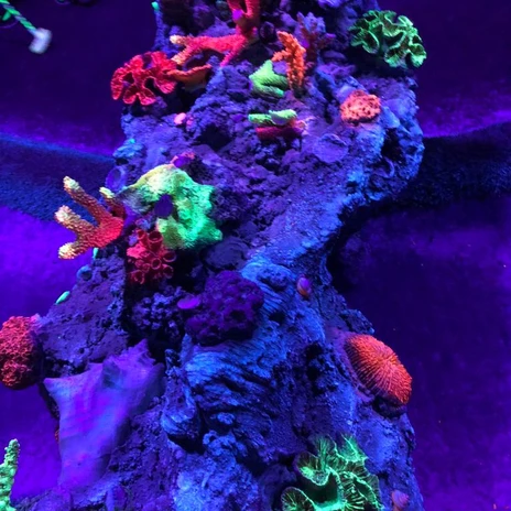 Schwarzlichtlöwen (2).jpg