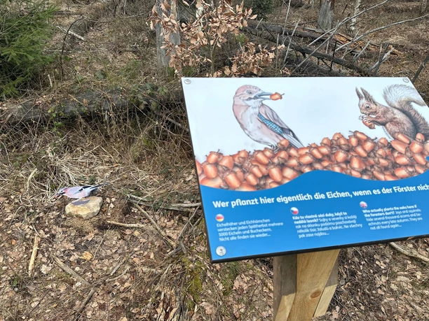 Een bord in het bos toont een Vlaamse gaai en een eekhoorn met eikels, omringd door bladeren en takken op de bosgrond.