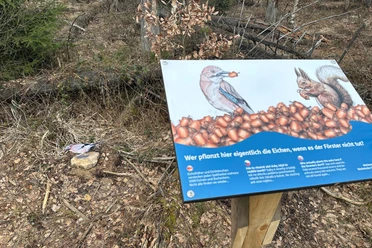Weg zur Wildnis Ein Schild im Wald zeigt einen Eichelhäher und ein Eichhörnchen mit Eicheln, umgeben von Laub und Ästen auf dem Waldboden.