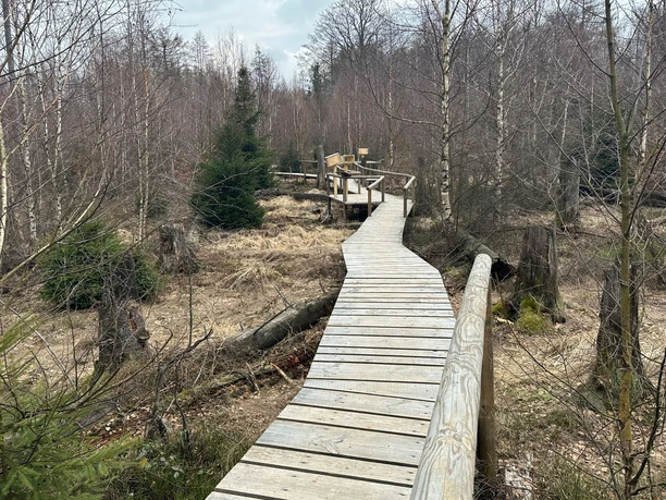 Een houten loopbrug leidt door een kaal, winters bos met kale bomen en verspreide groene naaldbomen onder een bewolkte hemel.