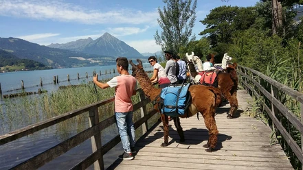 lamatrekking-jungfrauregion-lamas-weissenau-thunersee-niesen.jpg