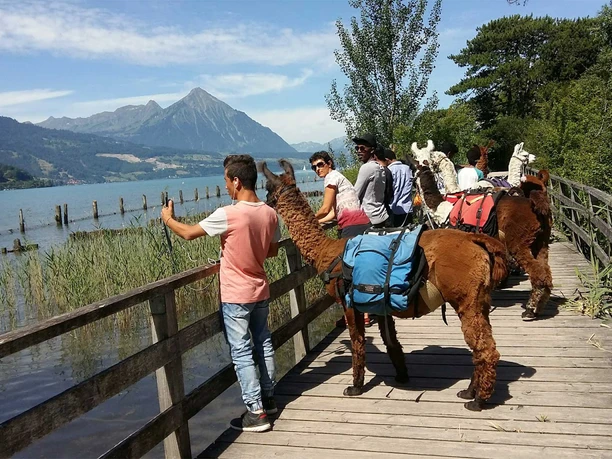 lamatrekking-jungfrauregion-lamas-weissenau-thunersee-niesen.jpg