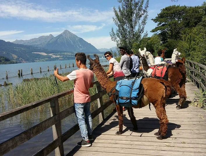 lamatrekking-jungfrauregion-lamas-weissenau-thunersee-niesen.jpg