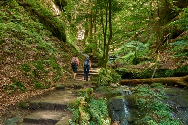 Hohnsteiner Lehrpfad Zwei Wanderer mit Rucksäcken gehen einen moosbewachsenen Waldweg entlang, umgeben von dichtem Grün und einem kleinen Bach.