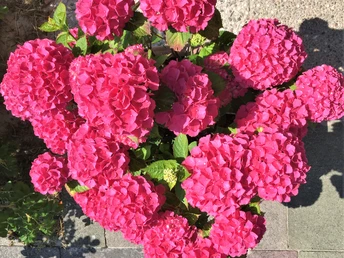 Haus-Meeresgruss-Juist.jpg Haus-Meeresgruss-Juist