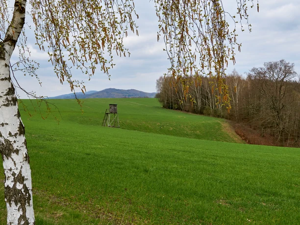 Zelená louka s vyvýšenou skrýší v pozadí, bříza v popředí, zatažená obloha a les v pozadí.