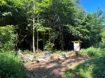 Figuren von Waldtieren aus Holz stehen auf einem Weg im dichten Wald am Walderlebnispfad Rehburg-Loccum.