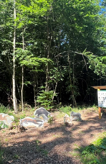 Walderlebnispfad Rehburg-Loccum Figuren von Waldtieren aus Holz stehen auf einem Weg im dichten Wald am Walderlebnispfad Rehburg-Loccum.