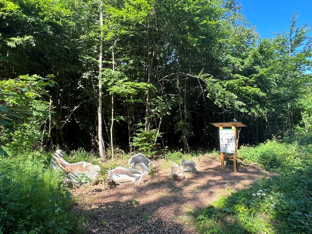 Walderlebnispfad Rehburg-Loccum Figuren von Waldtieren aus Holz stehen auf einem Weg im dichten Wald am Walderlebnispfad Rehburg-Loccum.