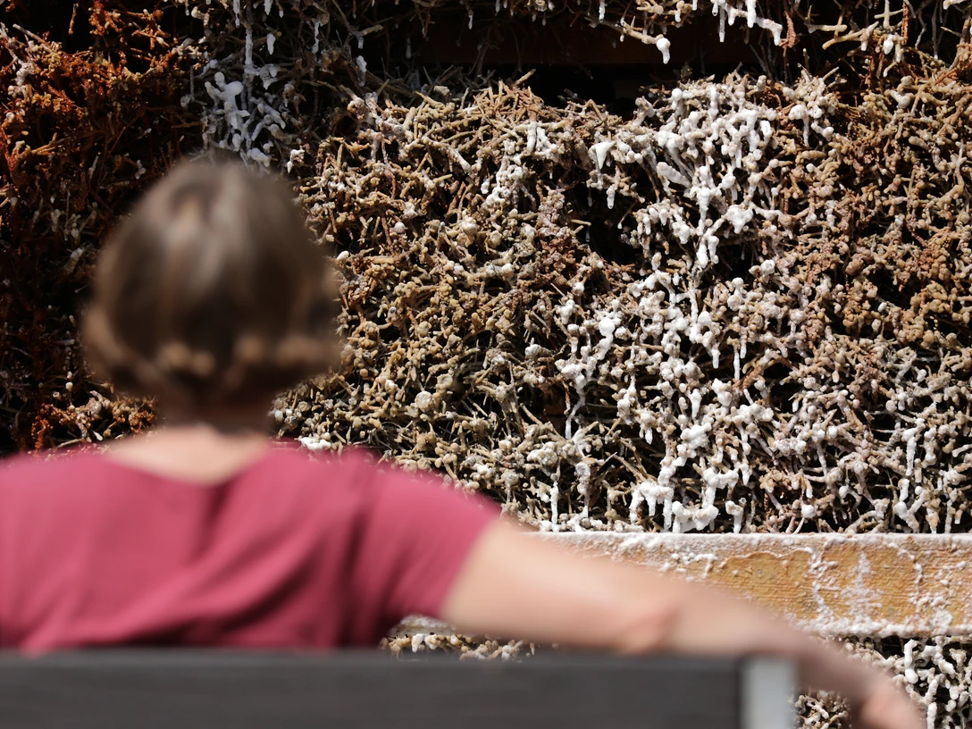 Bad Soden-Salmünster - Gradierwerk Bad Soden-Salmünster - Gradierwerk