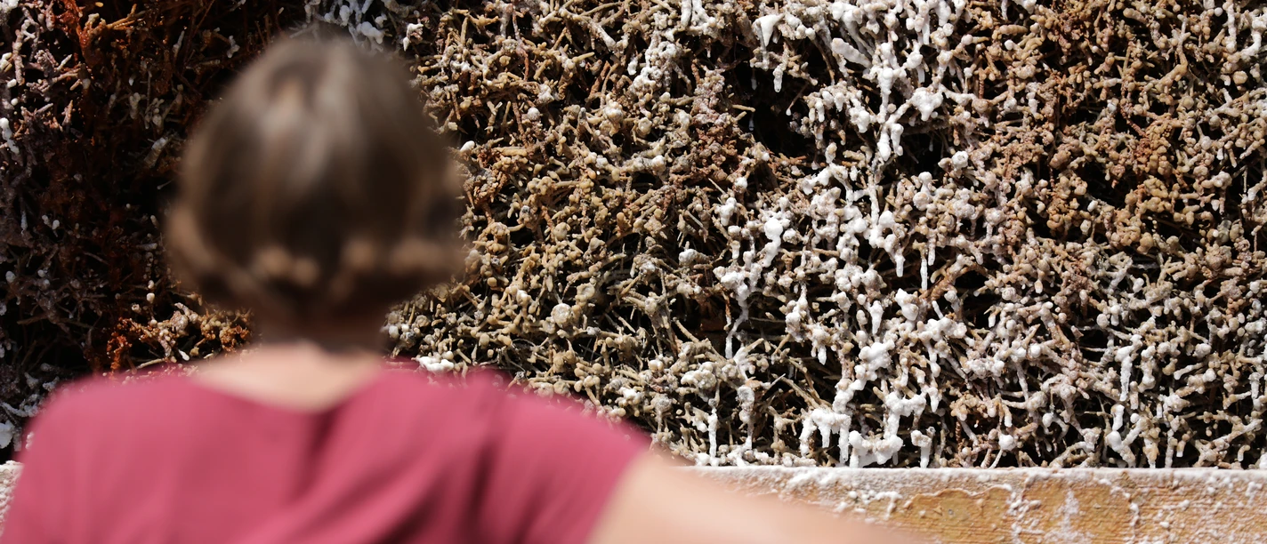 Bad Soden-Salmünster - Gradierwerk Bad Soden-Salmünster - Gradierwerk